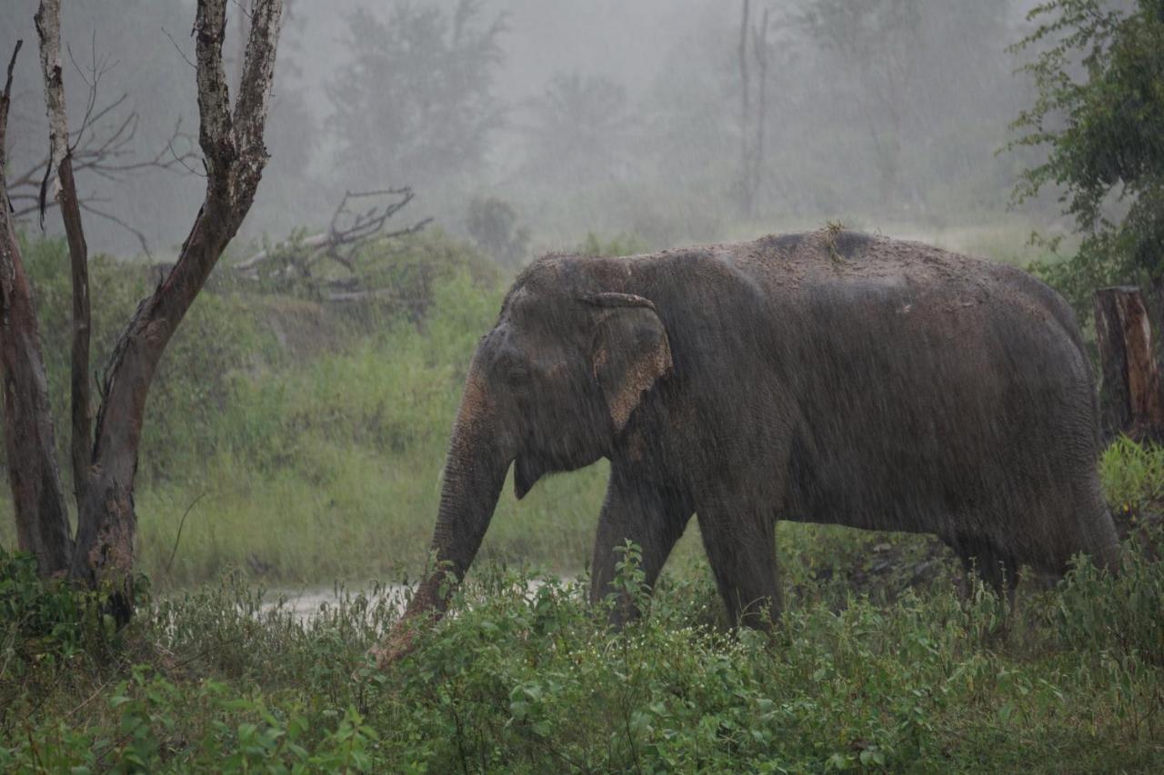 I Love Phants Lodge Ban Huai Thawai Exterior photo